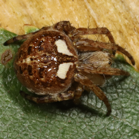 Agalenatea redii