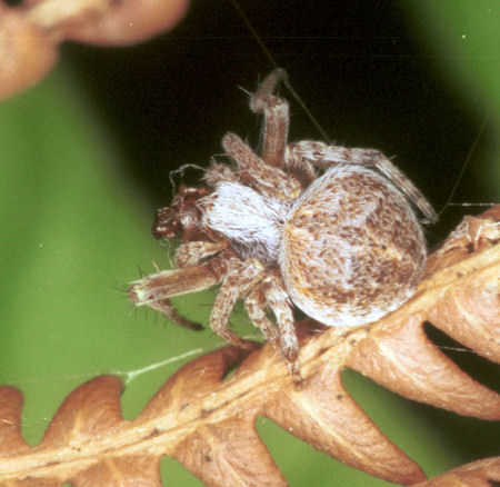 Agalenatea redii 