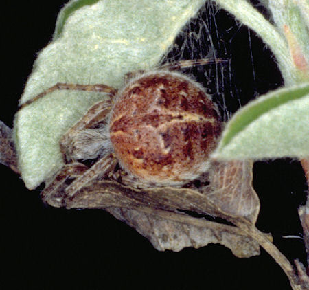 Agalenatea redii 