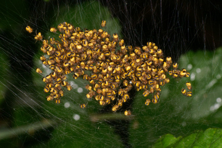 Araneus diadematus