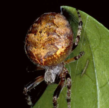 Araneus circe
