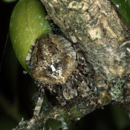 Araneus angulatus