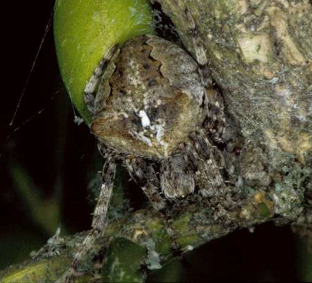 Araneus angulatus