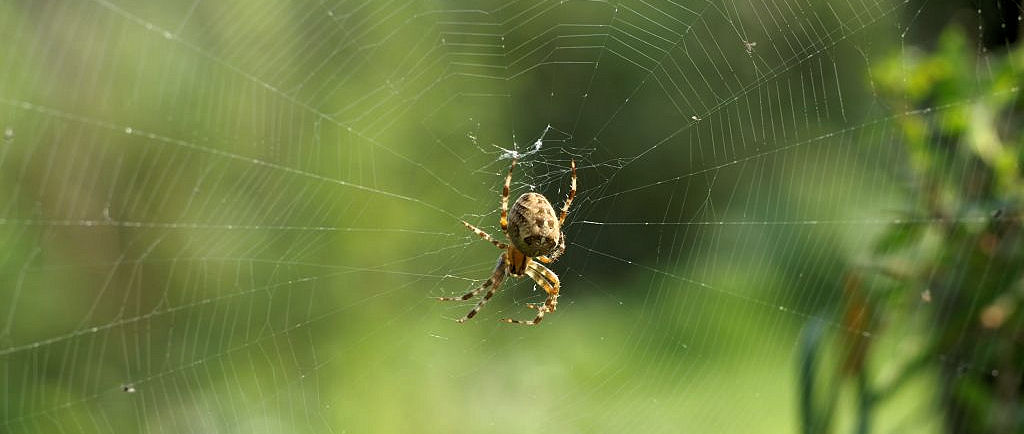 Araneus diadematus 