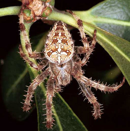 Araneus diadematus female