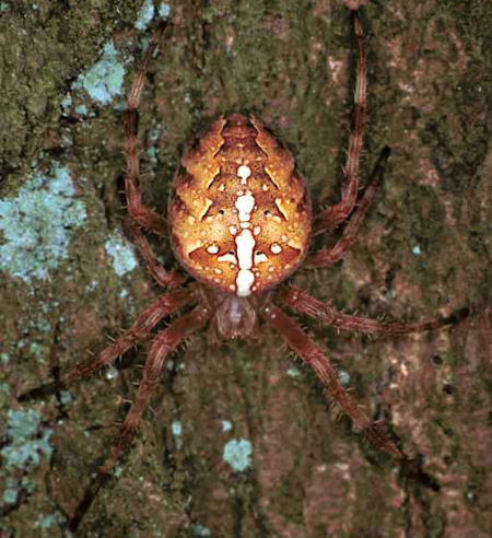 Araneus diadematus female