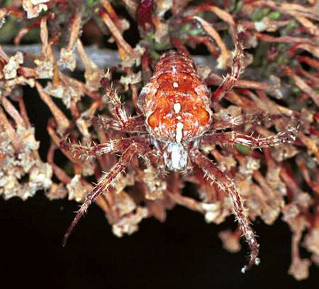 Araneus diadematus female
