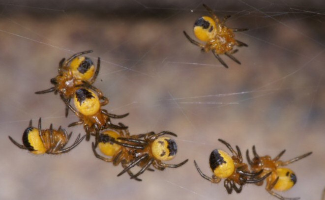 Araneus diadematus