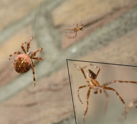 Araneus diadematus female and male