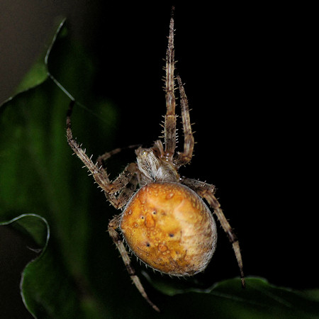 Araneus marmoreus