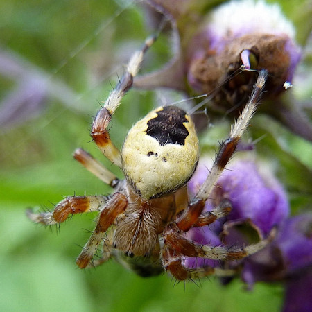 Araneus marmoreus