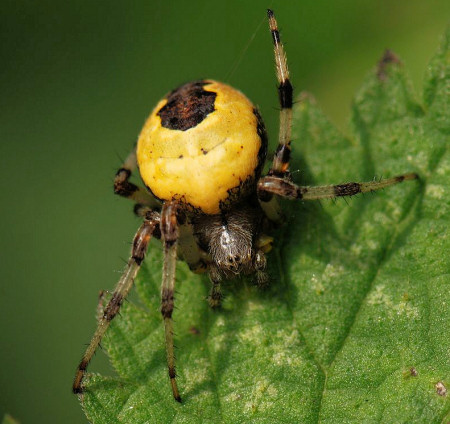 Araneus marmoreus