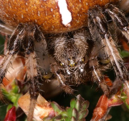 Araneus quadratus