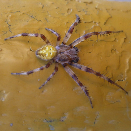 Araneus quadratus male 