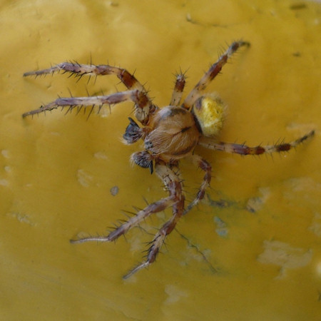 Araneus quadratus male 