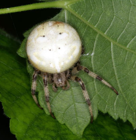 Araneus quadratus