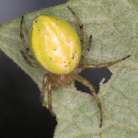 Araniella alpica