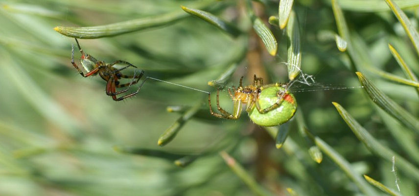 Araniella cucurbitina