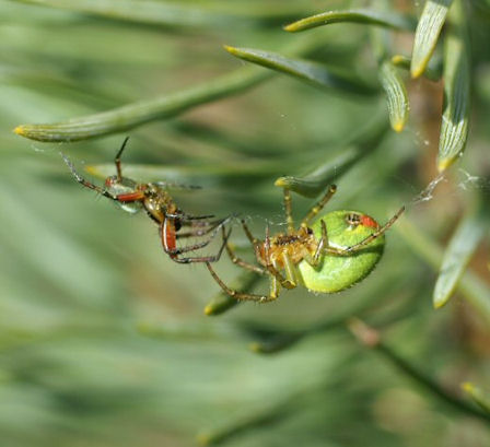 Araniella cucurbitina