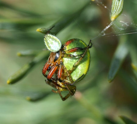 Araniella cucurbitina