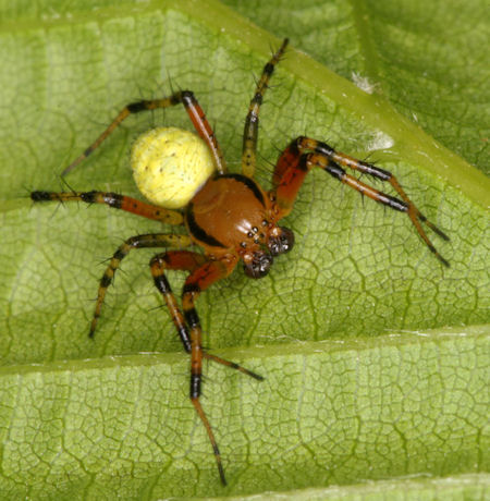 Araniella cucurbitina