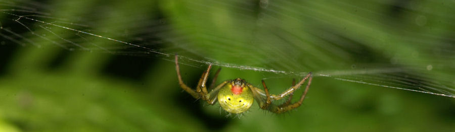 Araniella cucurbitina