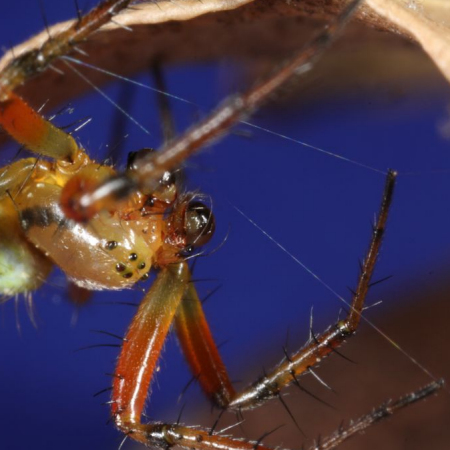 Araniella displicata