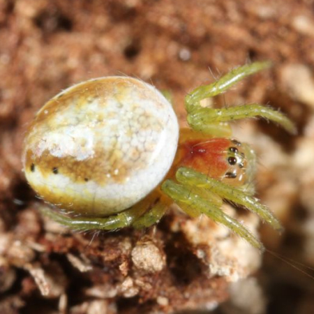 Araniella displicata