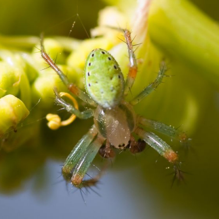 Araniella maderiana
