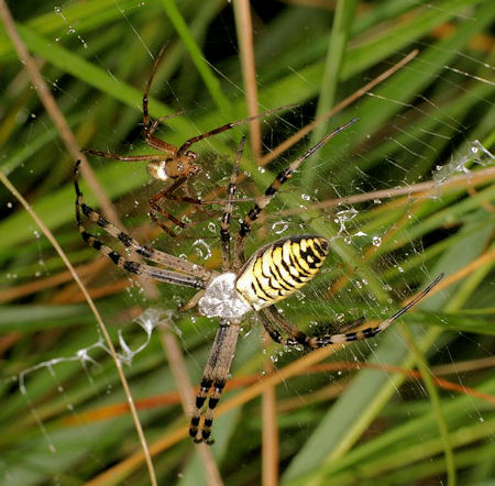 Argiope bruennichi