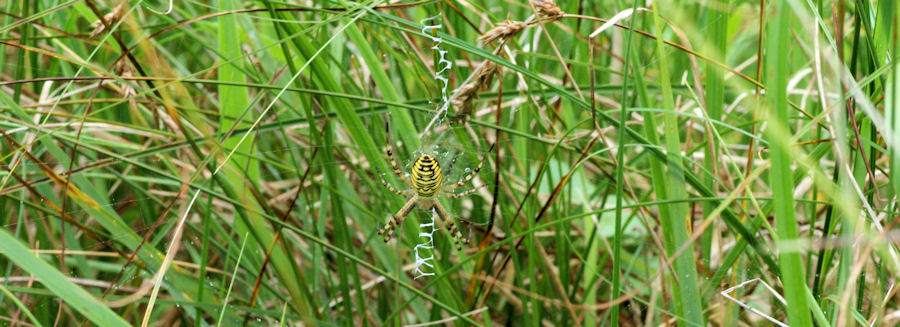 Argiope bruennichi