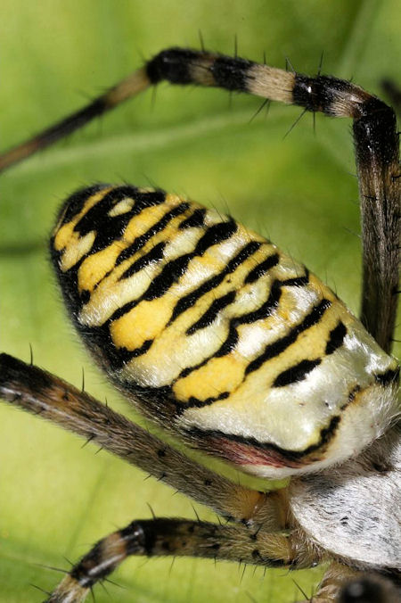 Argiope bruennichi