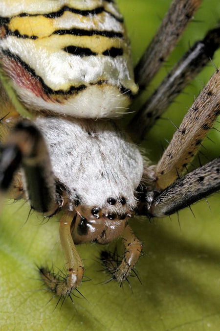 Argiope bruennichi