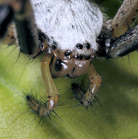 Argiope bruennichi