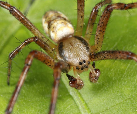 Argiope bruennichi