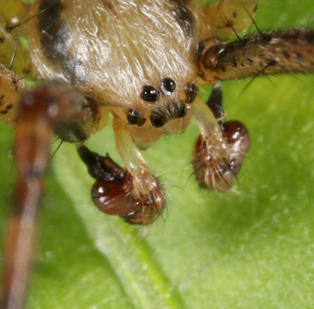 Argiope bruennichi