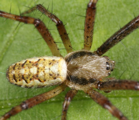 Argiope bruennichi