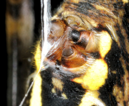Argiope bruennichi spintepel