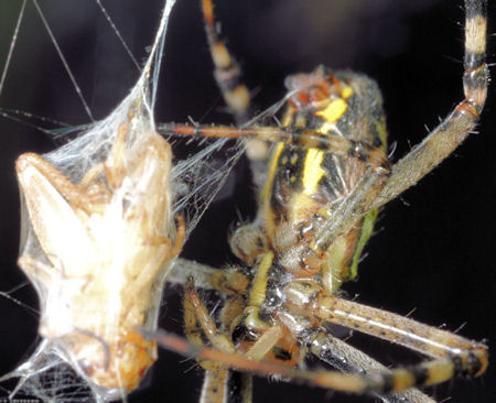 Argiope bruennichi spintepel