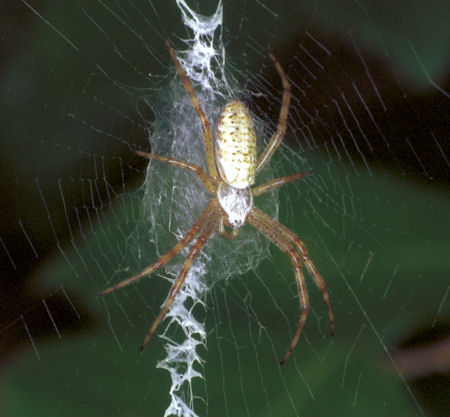 Argiope bruennichi