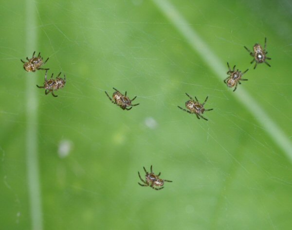 Argiope bruennichi