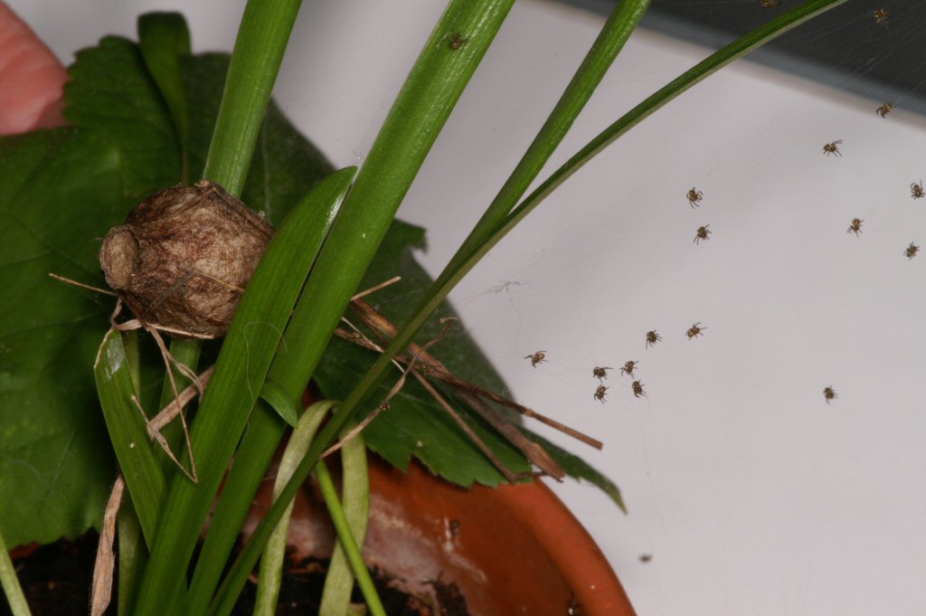 Argiope bruennichi