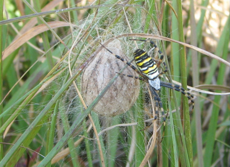 Argiope bruennichi