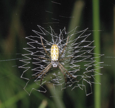 Argiope bruennichi