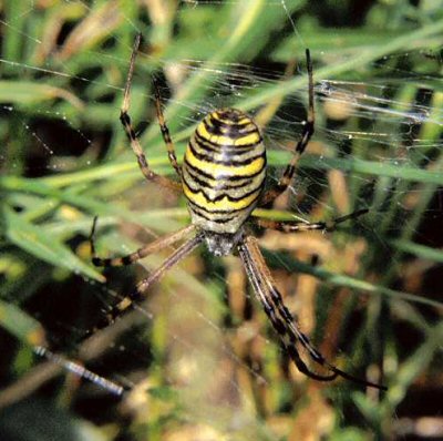 Argiope bruennichi female