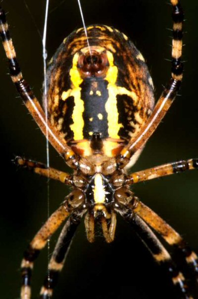 Argiope bruennichi female