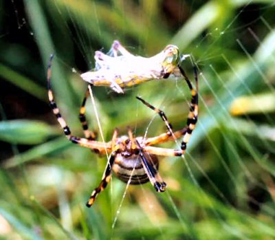 Argiope bruennichi female