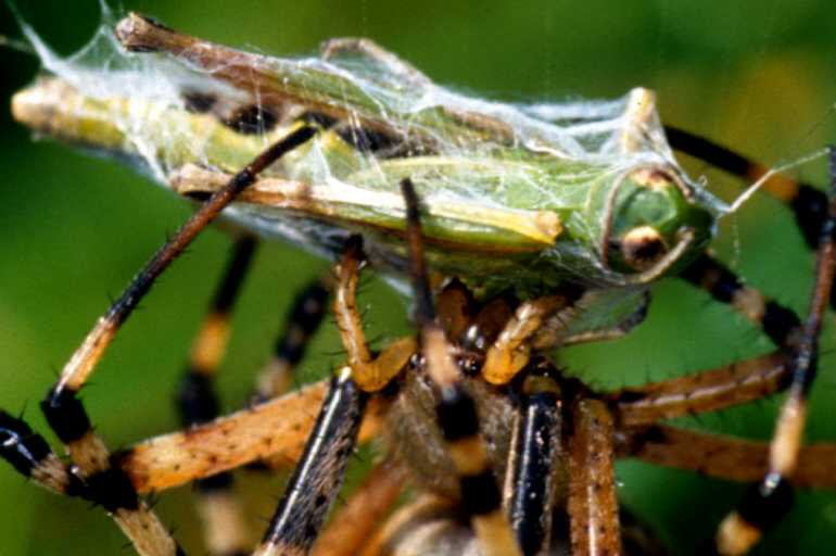 Argiope bruennichi female