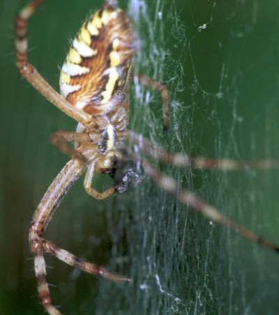 Argiope bruennichi female
