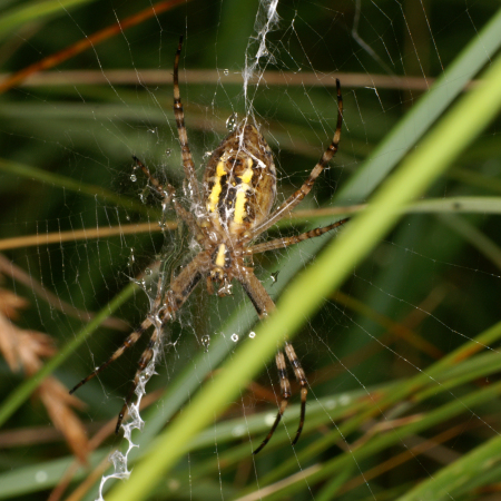 Argiope bruennichi